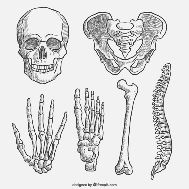 626x626 Hand Drawn Body Parts Vector Premium Download