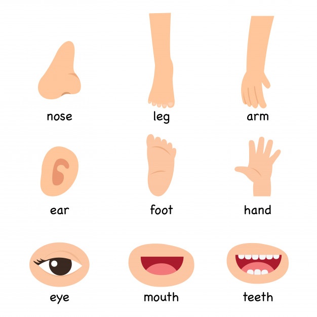 626x626 Hand Drawn Human Body Parts Vector Free Download