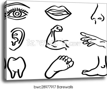 453x379 Human Body Parts Vector Illustration In Line Art Style, Canvas