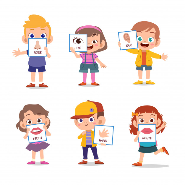 626x626 Human Body Parts Vector Premium Download