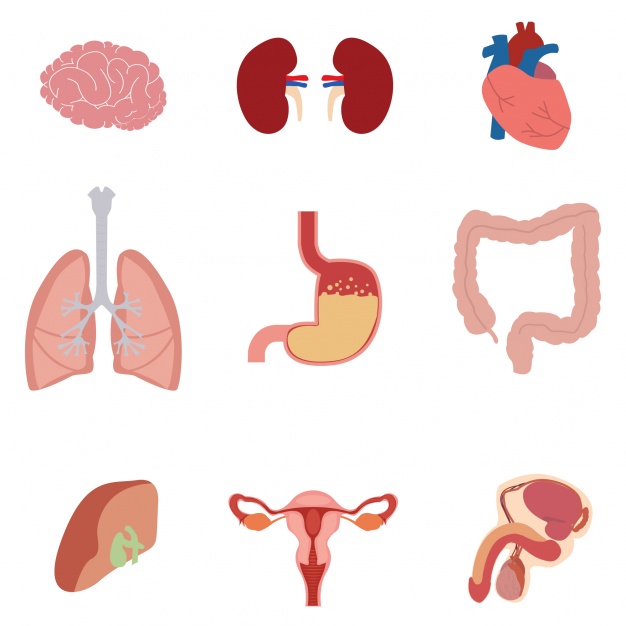 626x626 Human Body Parts Collection Vector Free Download