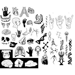 300x300 Human Body Parts Vector Art Illustration Free Vectors Ui Download