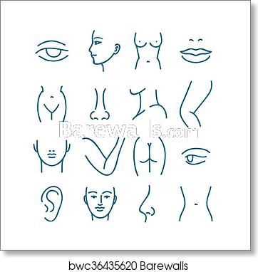 362x382 Human Body Parts Vector Line Icons For Plastic Or Cosmetic Surgery