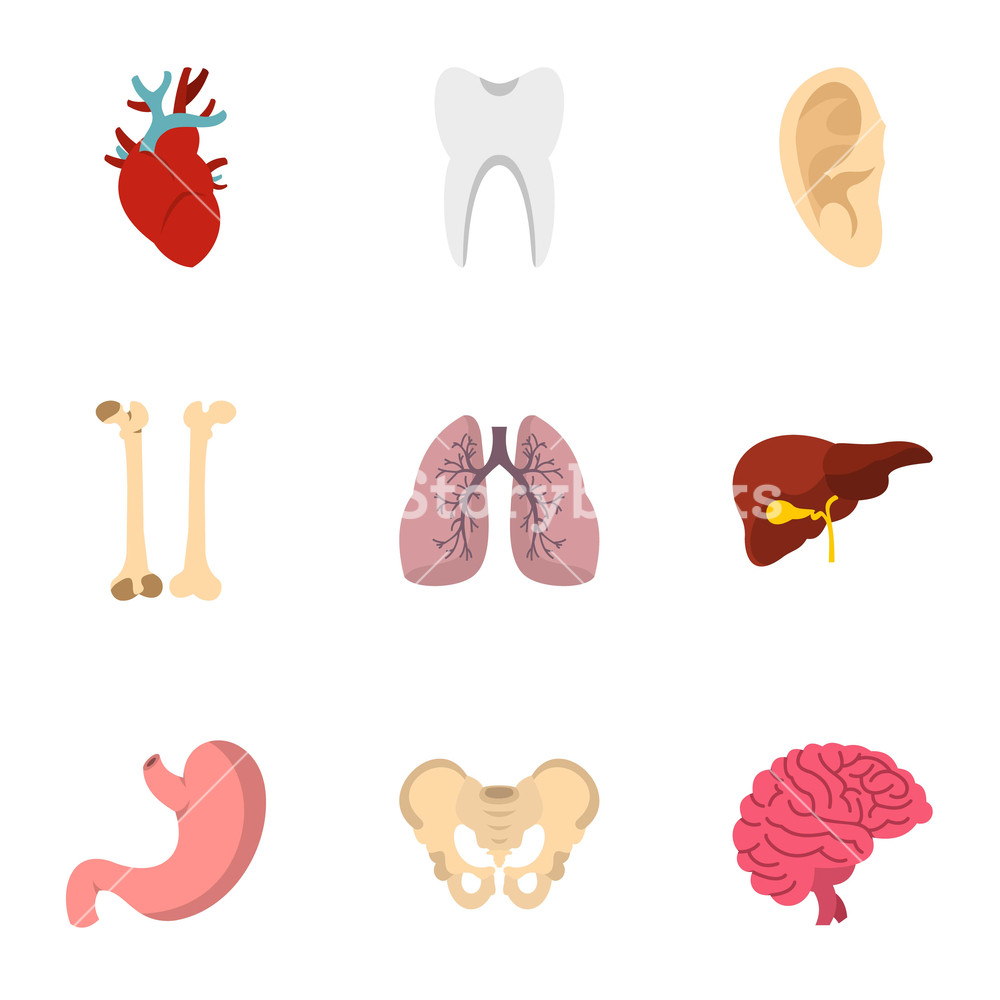 1000x1000 Internal Body Parts Icons Set Flat Illustration Of Internal