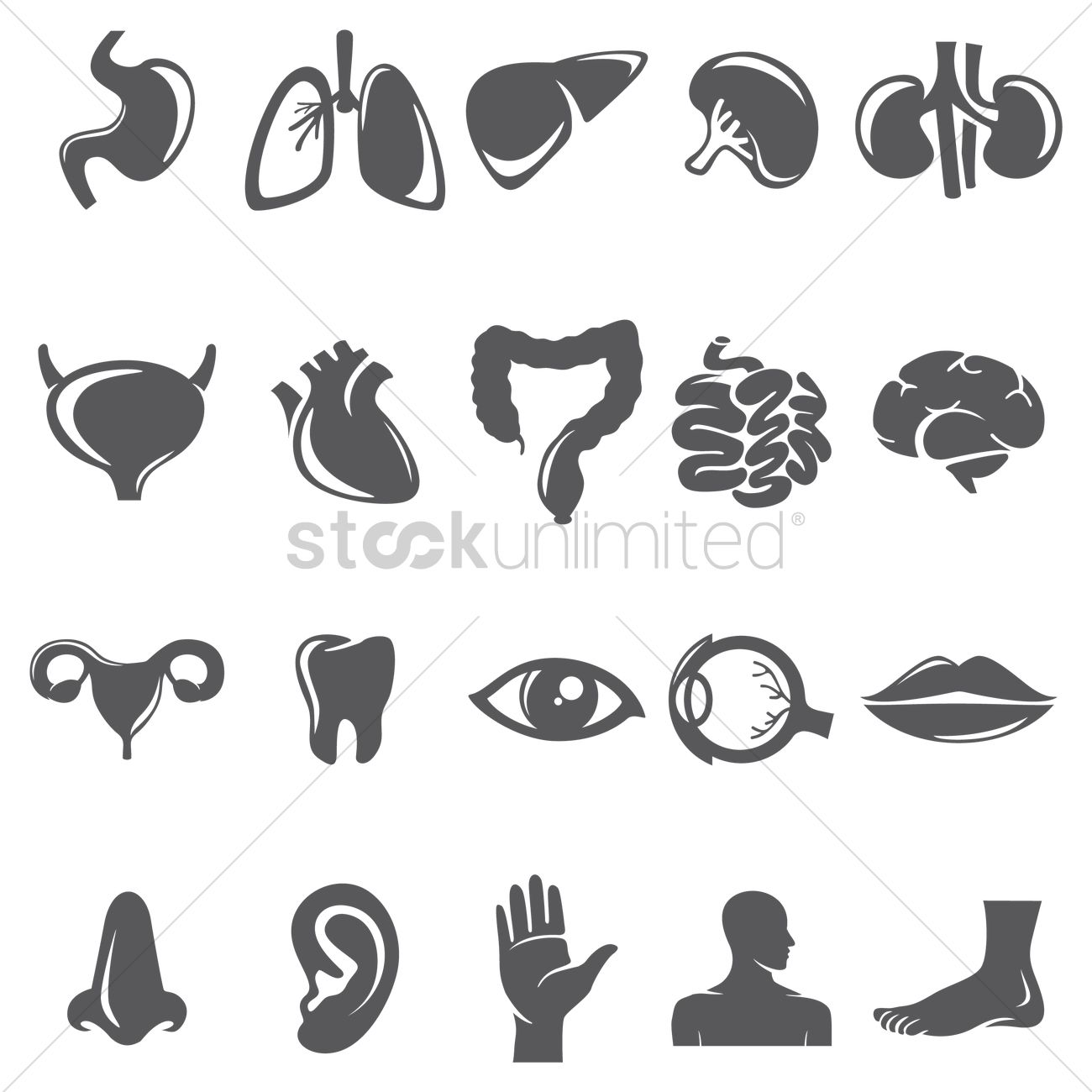 1300x1300 Set Of Body Parts Vector Image