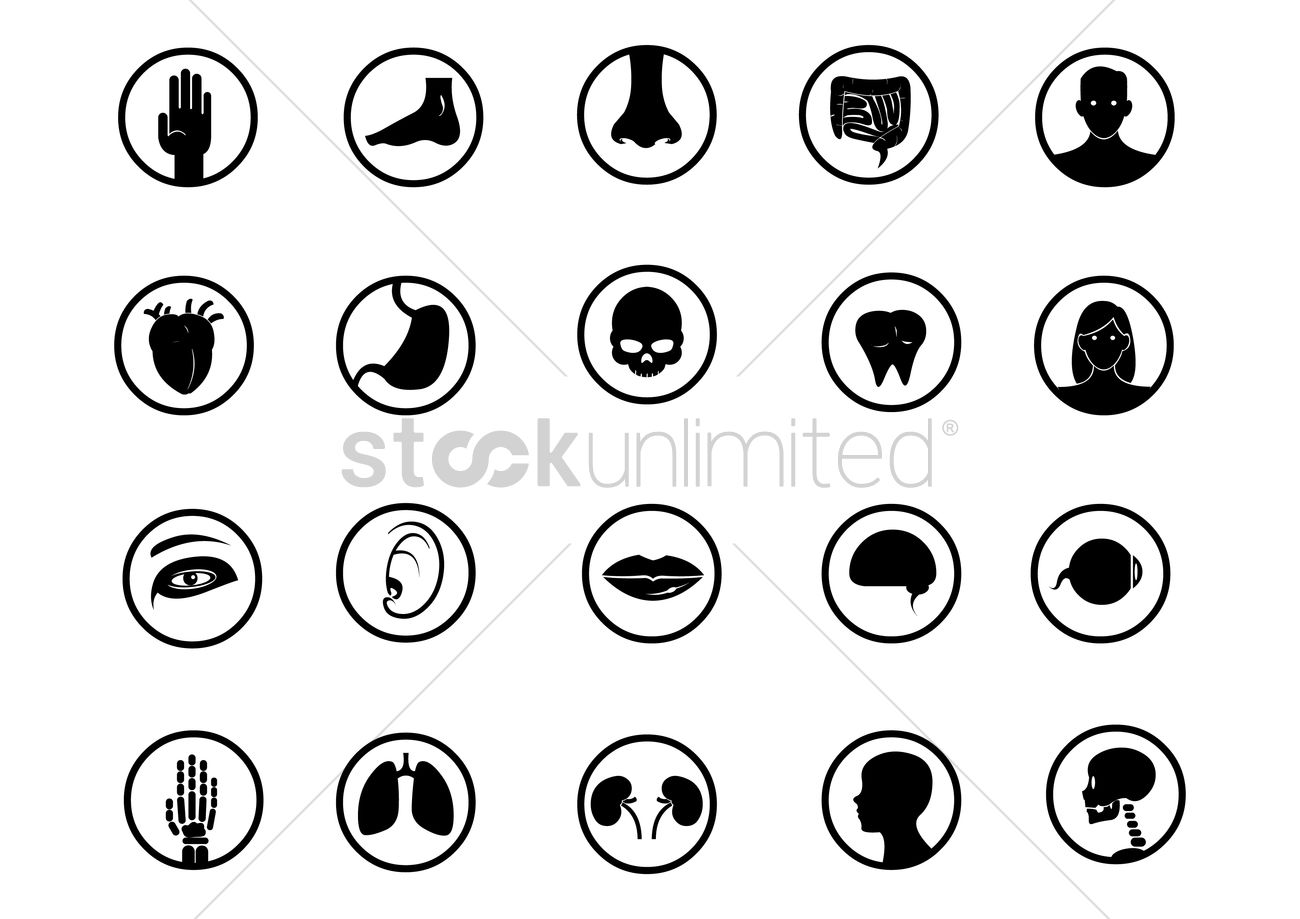 1300x919 Set Of Human Body Parts Vector Image
