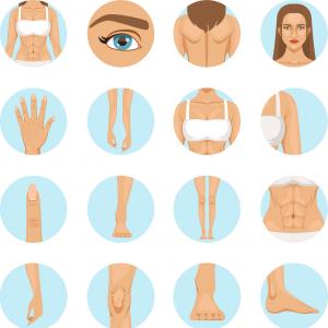 Body Parts Vector at Vectorified.com | Collection of Body Parts Vector ...