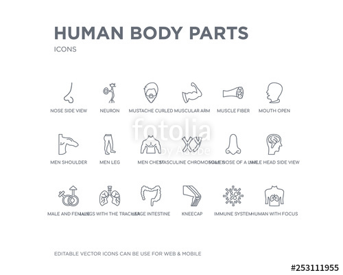 500x400 Simple Set Of Human Body Parts Vector Line Icons Contains Such