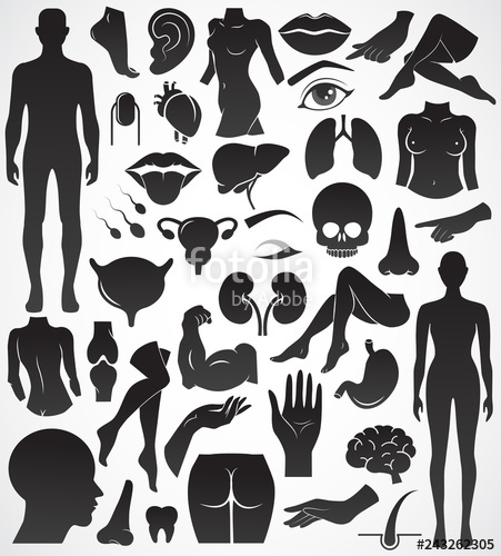 451x500 Body Parts Vector Icon Set Stock Image And Royalty Free Vector