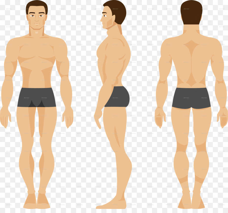 Human Body Vector Graphics Anatomy Illus 900x840 Human Body Vector Graphics Anatomy Illus