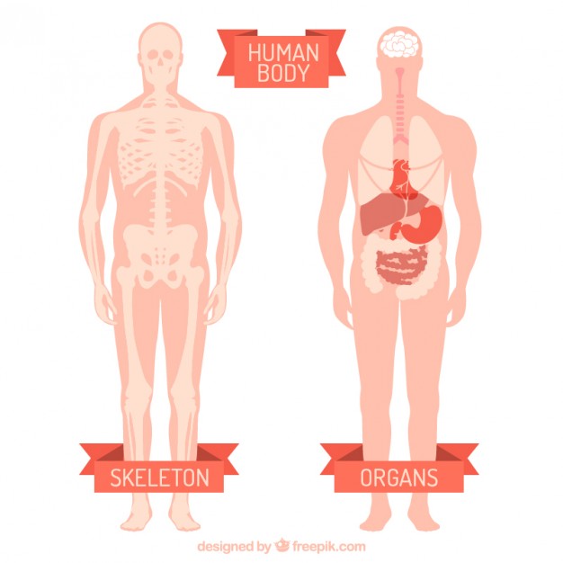 Human Body Vector Free Download 626x626 Human Body Vector Free Download