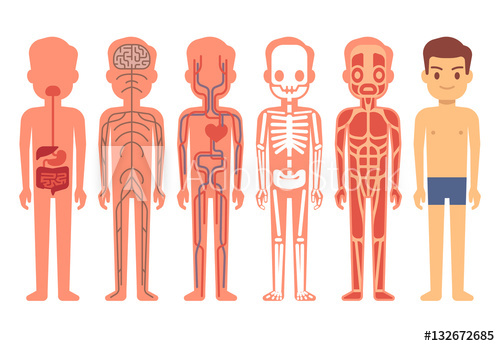 Human Body Anatomy Vector Illustration Male Skeleton, Muscular 500x346 Human Body Anatomy Vector Illustration Male Skeleton, Muscular