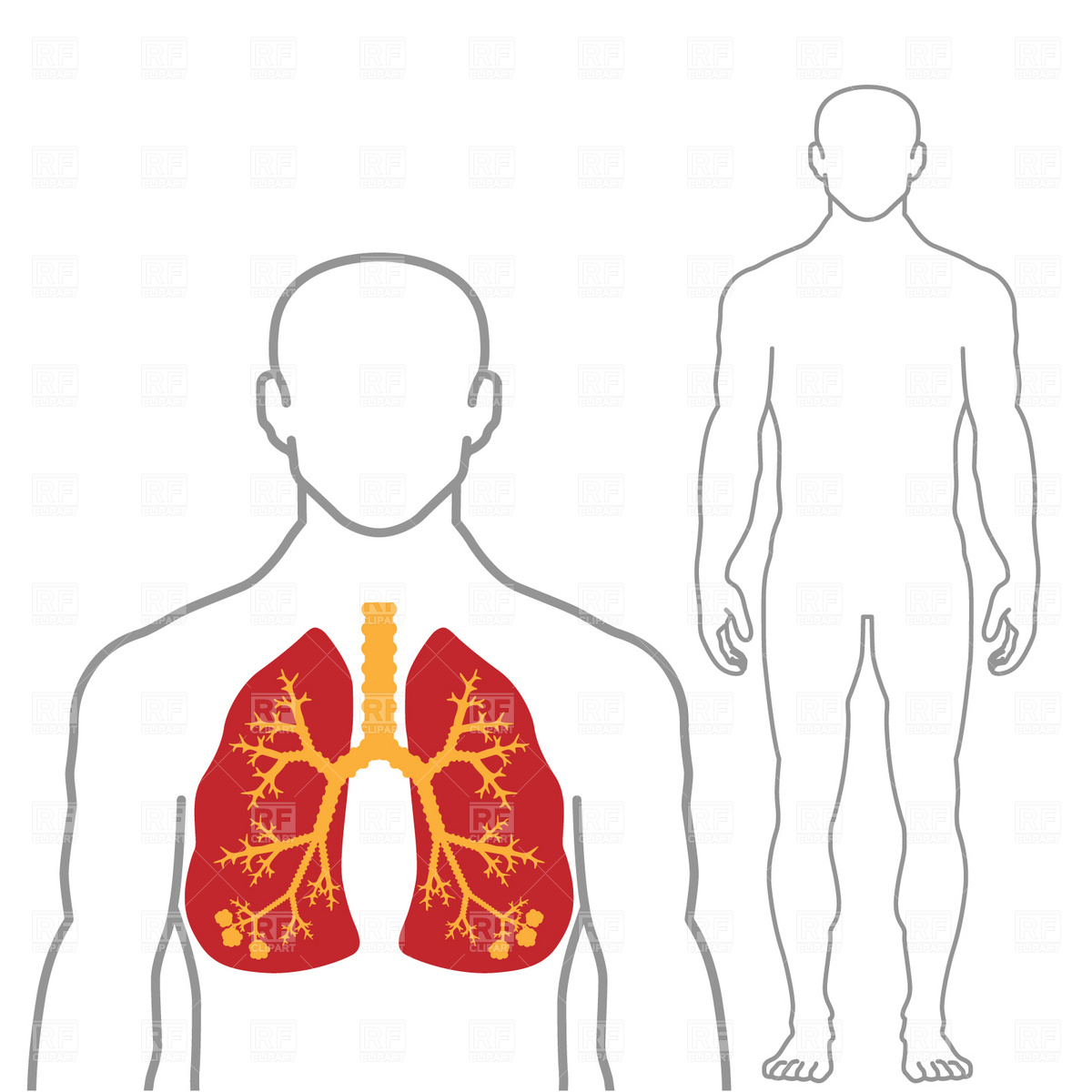 Lungs And Human Body Vector Image Of Healthcare, Medical Prague 1200x1200 Lungs And Human Body Vector Image Of Healthcare, Medical Prague
