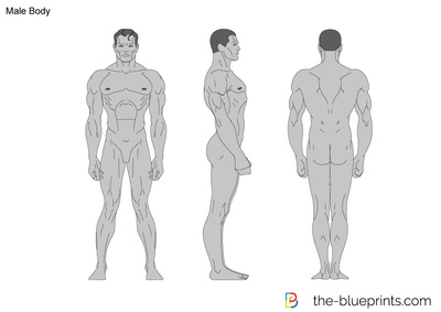 Male Body Vector Drawing 400x283 Male Body Vector Drawing