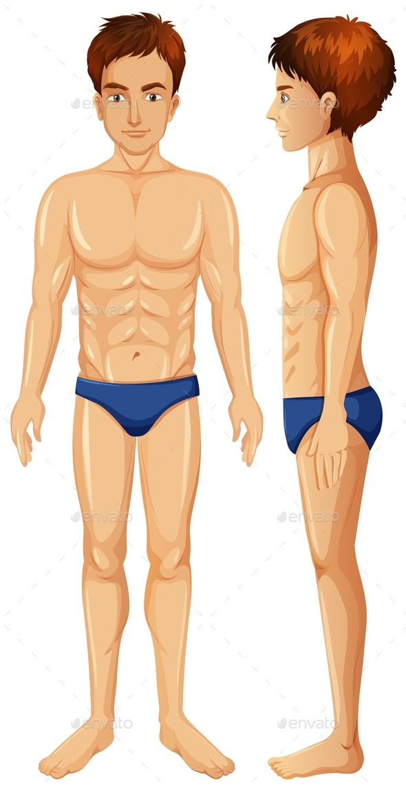 Vector Of Man Body 590x1144 Vector Of Man Body
