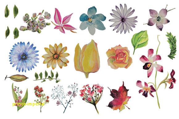 580x386 Flowers Vector Png New Boho Vibe Vector Watercolors