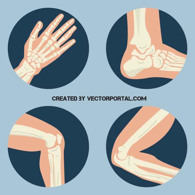 Human Bones 660x660 Human Bones