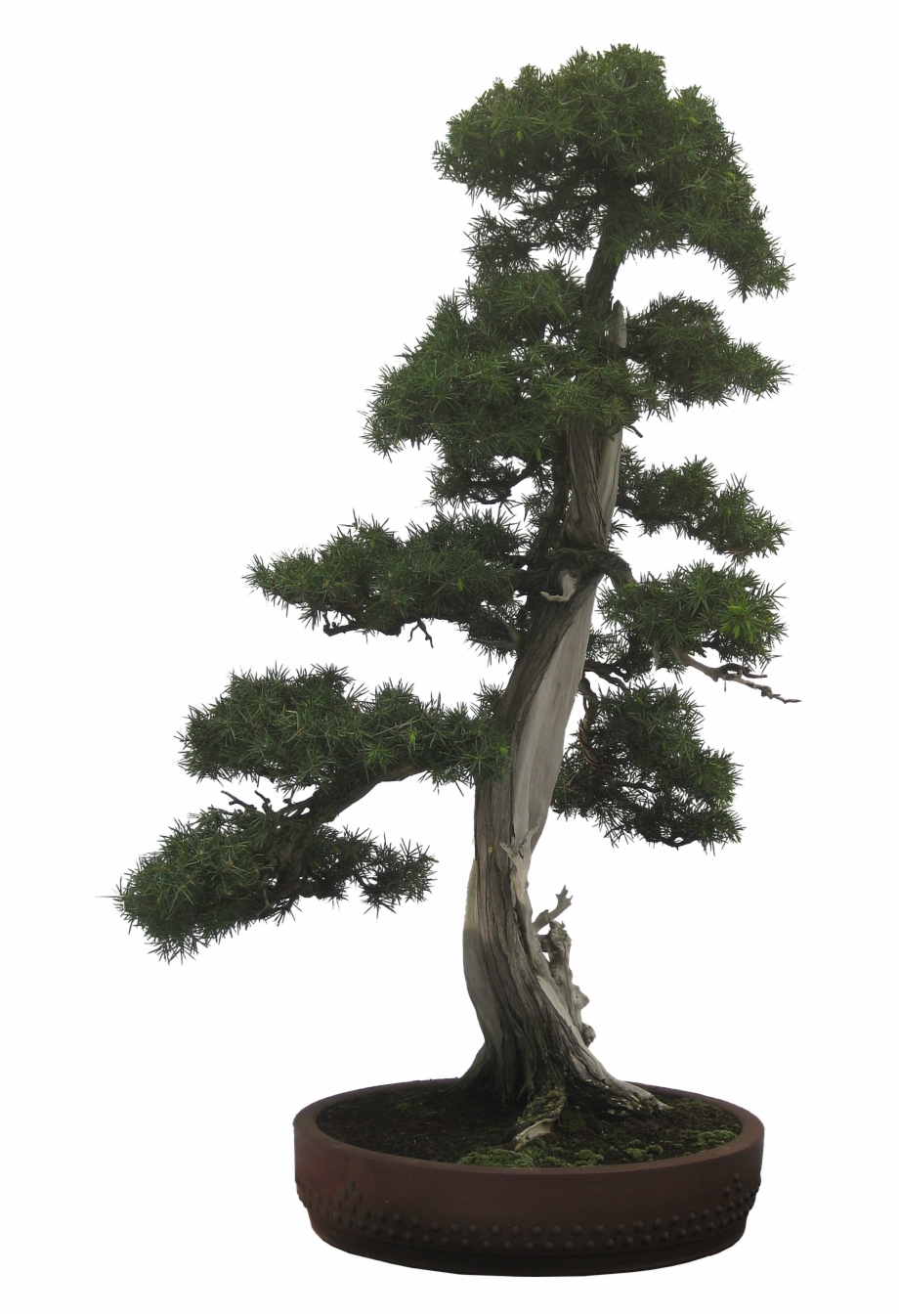 920x1346 Bonsai Tree Plant