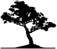 232x199 Bonsai Maple Tree, Vector Stock Vectors