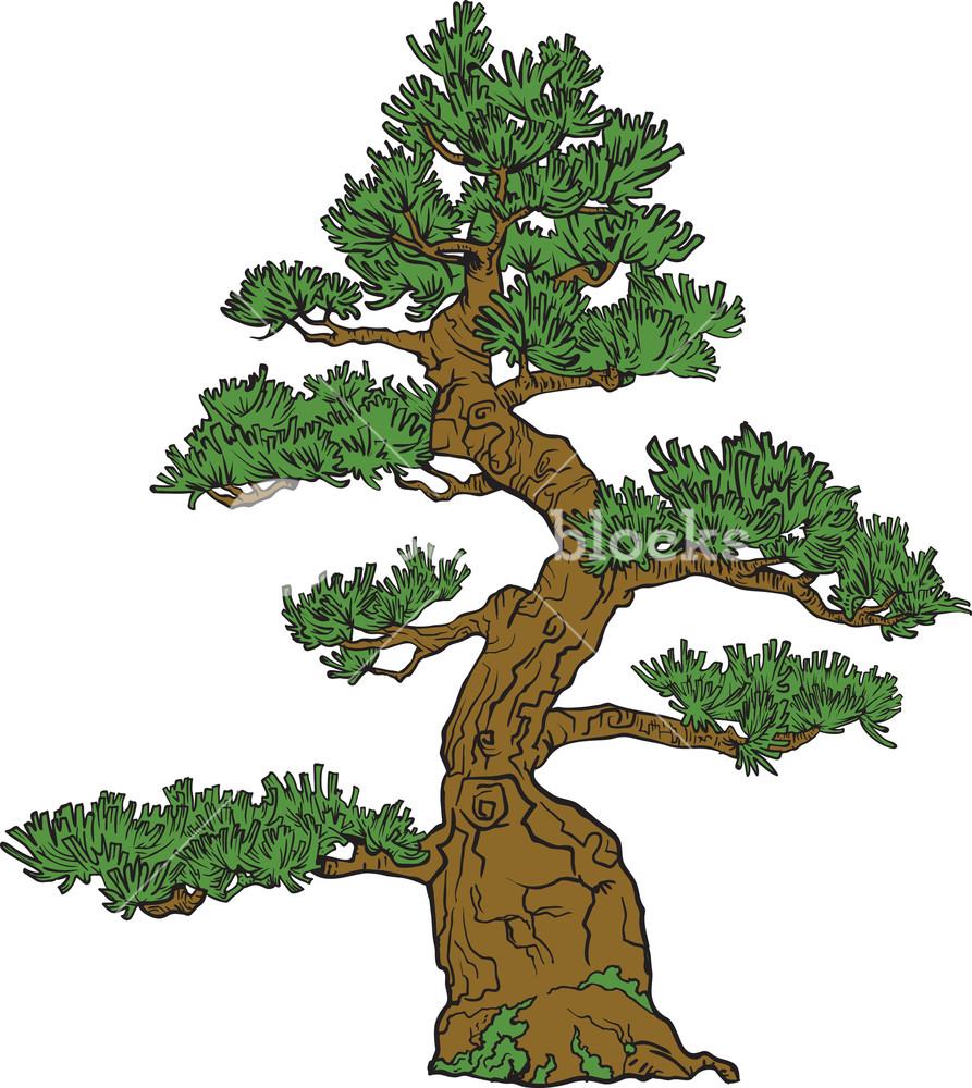 893x1000 Vector Bonsai Tree Royalty Free Stock Image