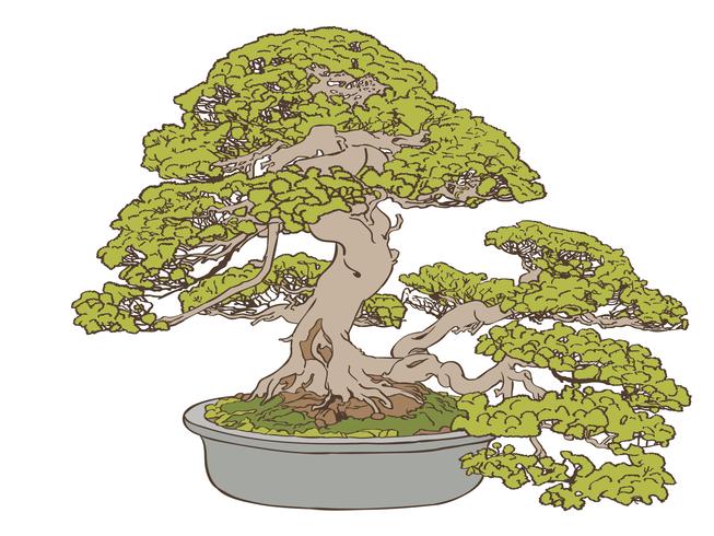 653x490 Bonsai Tree