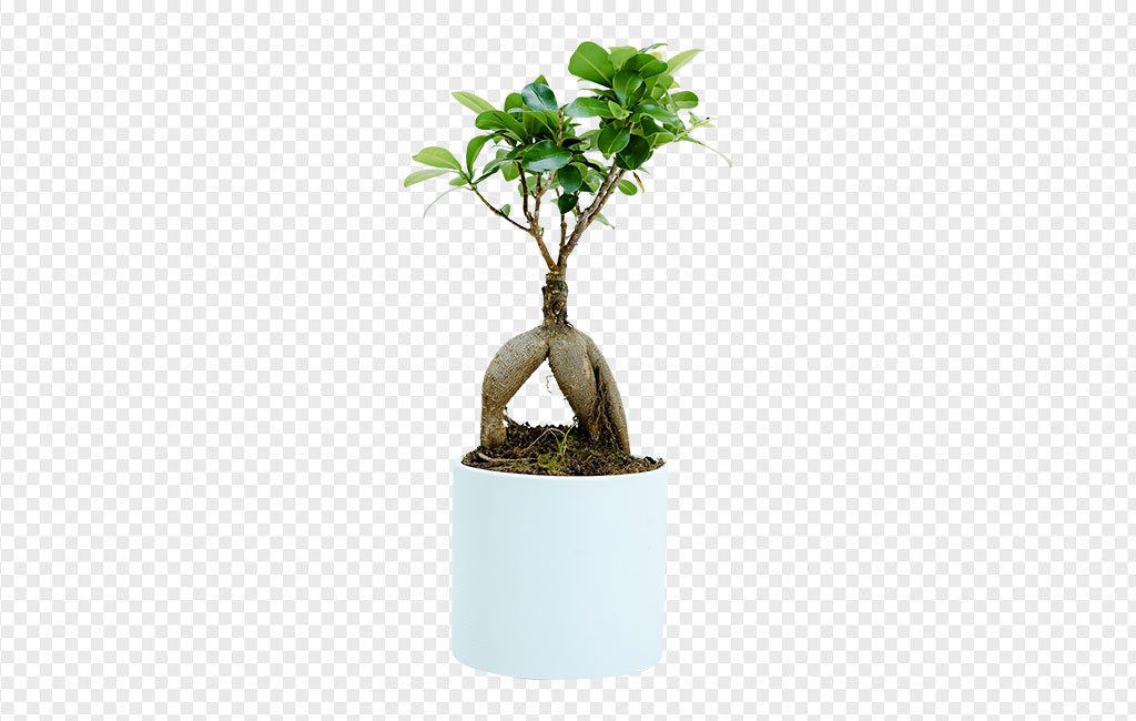 Bonsai Png 1024x650 Bonsai Png