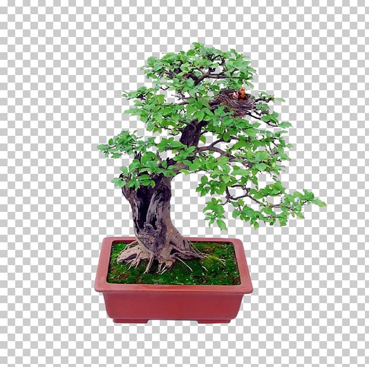 Bonsai Basics Beginning Bonsai The Gentle Art Of Miniature Tree 728x724 Bonsai Basics Beginning Bonsai The Gentle Art Of Miniature Tree