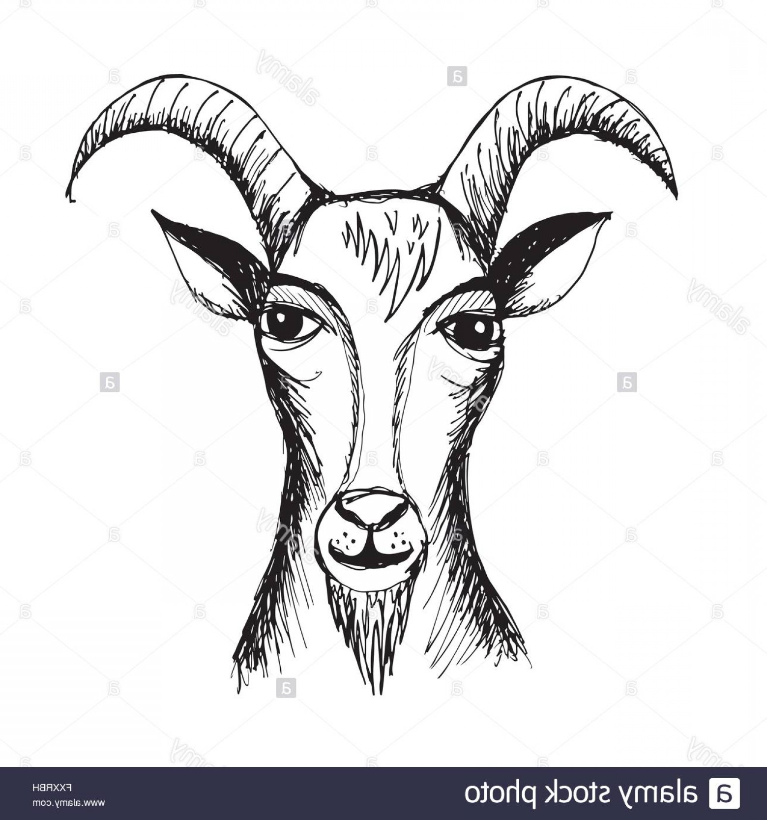 1560x1668 Goat Reading Book Vector Art Sarahgardan