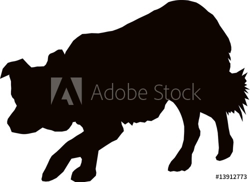 500x364 Border Collie Stalking