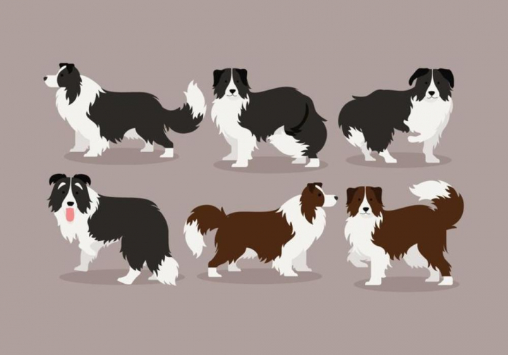 720x504 Border Collie Vector