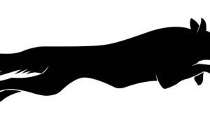 300x200 Running Dogs Border Collie Silhouette Border Collie Vector