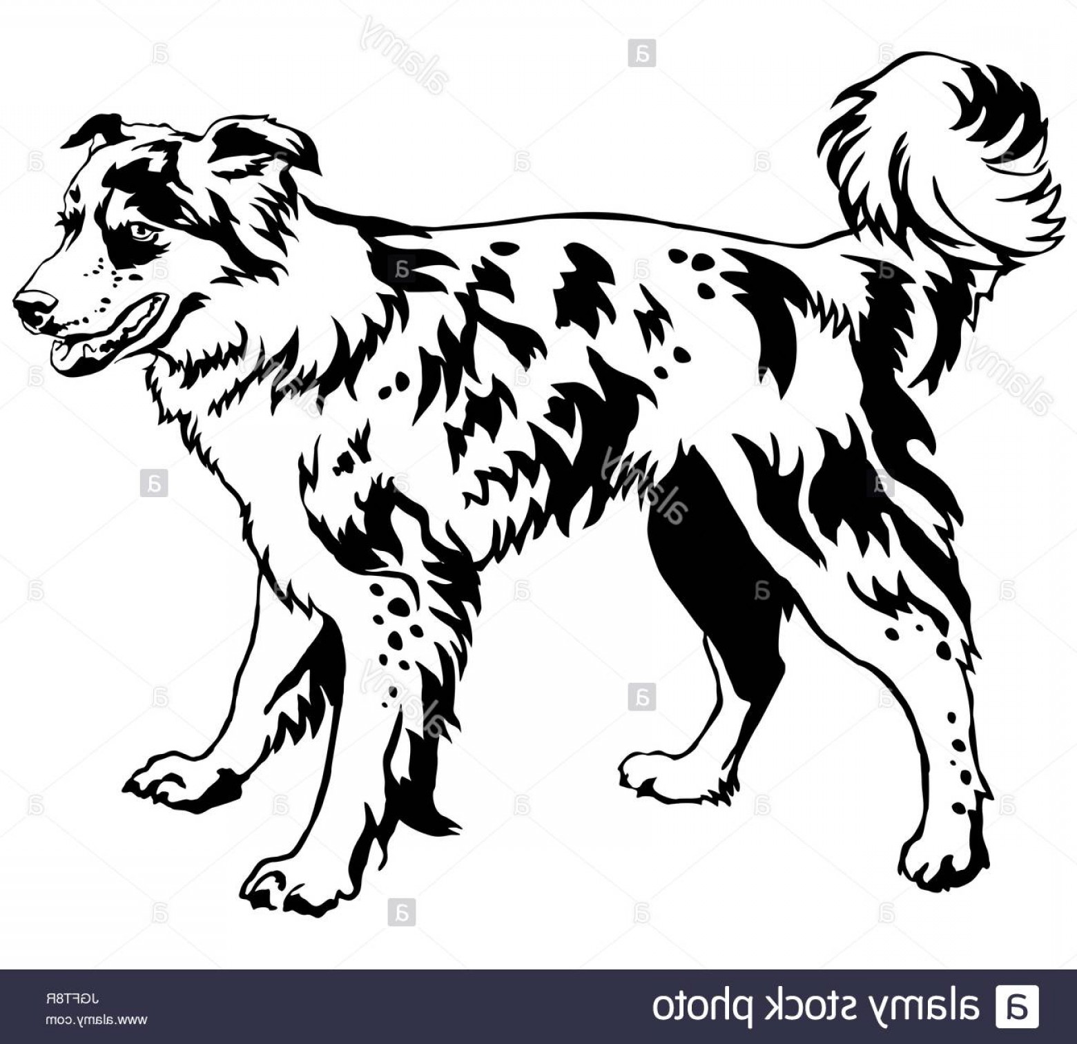1560x1512 Stock Photo Decorative Portrait Of Standing In Profile Dog Border