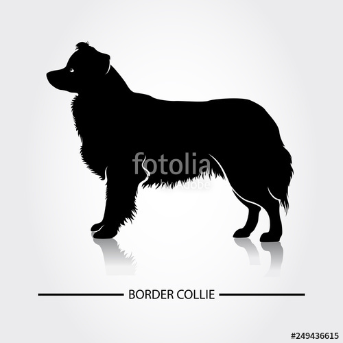500x500 Border Collie Dog Vector Silhouette Stock Image And Royalty Free