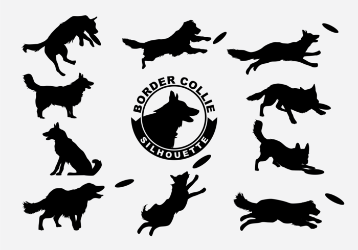 700x490 Border Collie Silhouette Vector Stock Images
