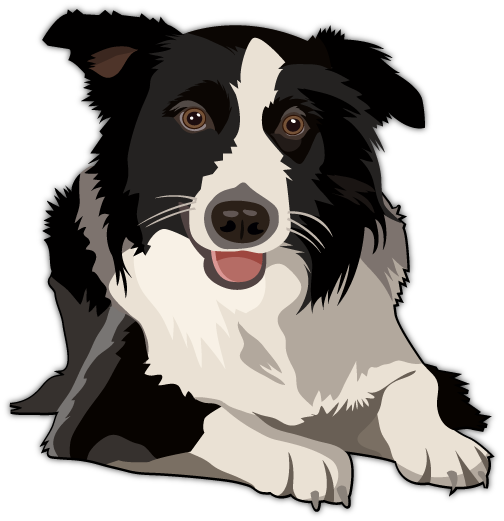 504x521 Border Collie Vector Design Border Collie Art, Border Collie