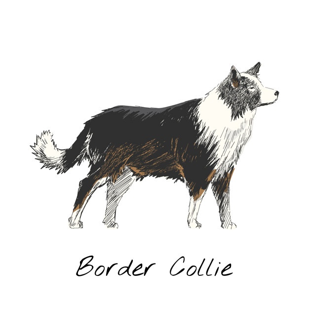 626x625 Border Collie Vectors, Photos And Free Download