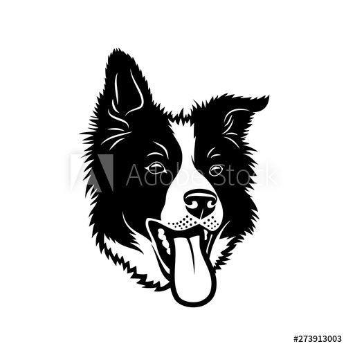 500x500 Border Collie Dog