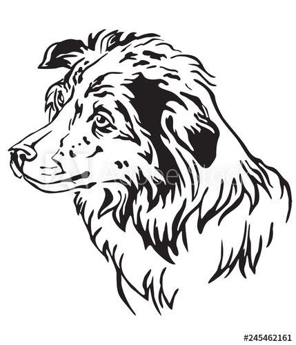 429x500 Decorative Portrait Of Dog Border Collie Vector Illustration