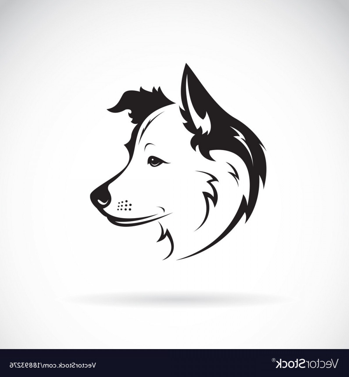 1200x1296 Border Collie Dog On White Background Pet Vector Geekchicpro
