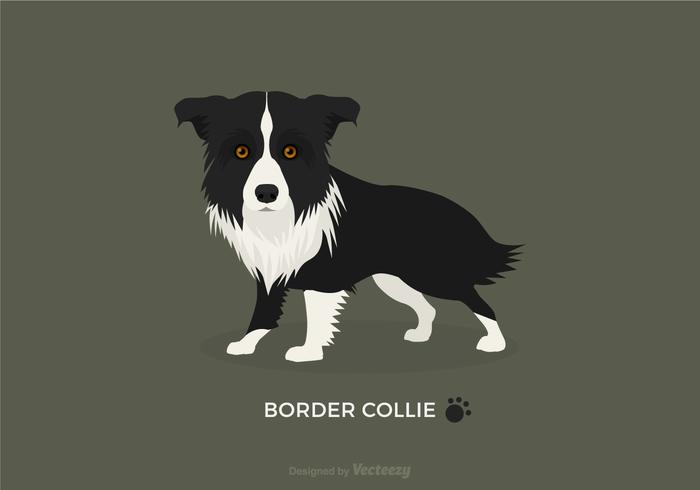 700x490 Free Vector Border Collie Stock Images