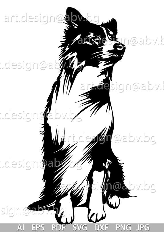 570x806 Cricut Vector Border, Collie, Border Collie