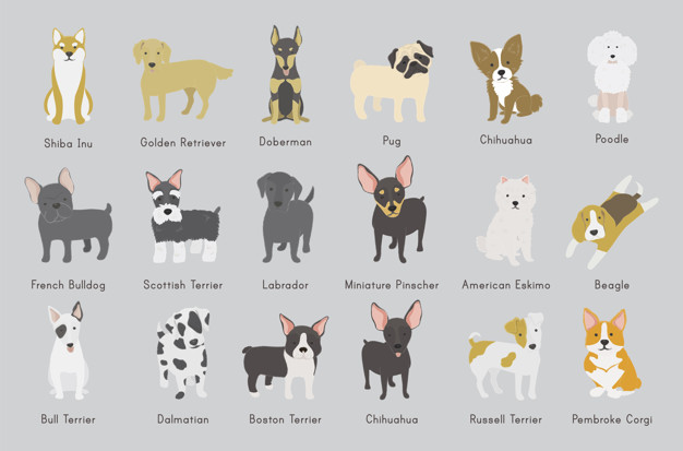 626x413 Boston Terrier Vectors, Photos And Free Download