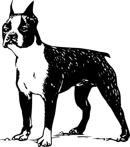 522x594 Boston Terrier Clip Art