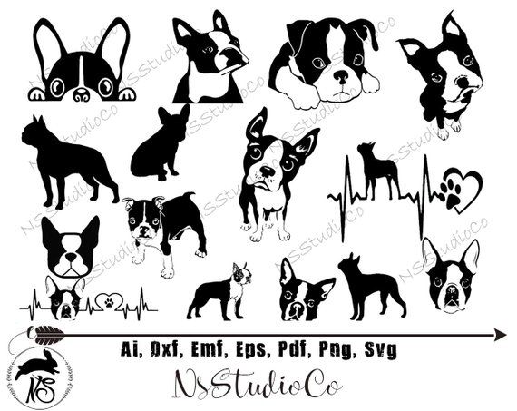 570x453 Boston Terrier