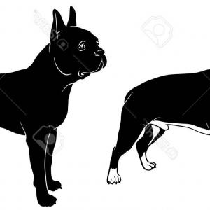 300x300 Photostock Vector Boston Terrier Set Outline And Silhouette Vector
