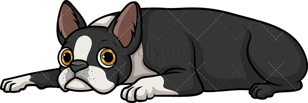 1000x334 Boston Terrier Resting Cartoon Clipart Vector