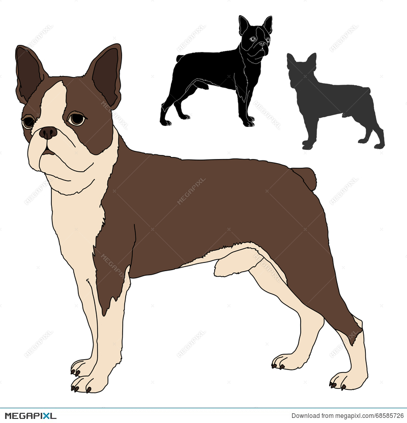 800x830 Boston Terrier Vector Set Illustration