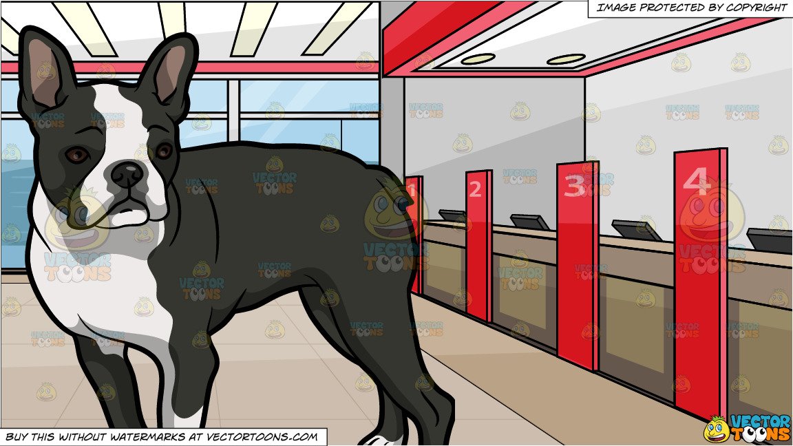 1152x648 An Observant Boston Terrier Pet Dog And Inside A Local Bank