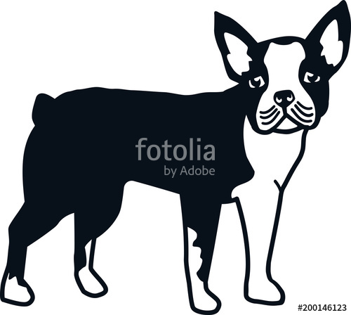 500x448 Boston Terrier Silhouette Real Stock Image And Royalty Free