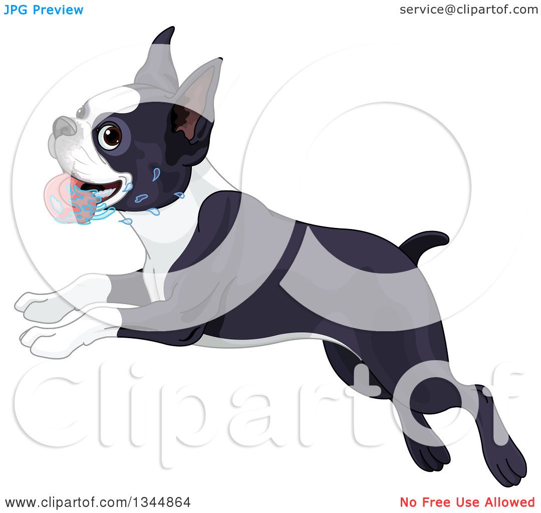 1080x1024 Clipart Of A Cute Boston Terrier Dog Drooling And Running